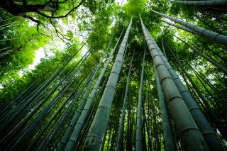 bamboo